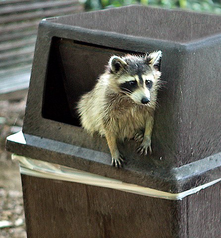 A trash panda (raccoon in a trash can).