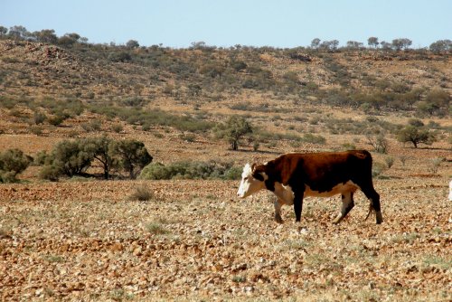 A cow standing in a desert.