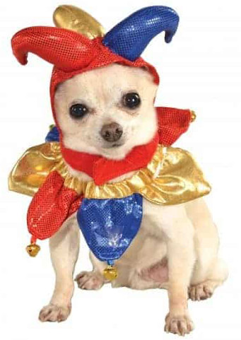 A dog dressed in a red and blue jester costume.