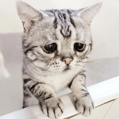 A picture of a kitten with big, droopy eyes and a sagging mouth that makes it look sad.