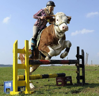 A woman in a riding outfit (flannel shirt, pants, tall socks, boots, and a black riding cap) on top of a cow jumping over a post.