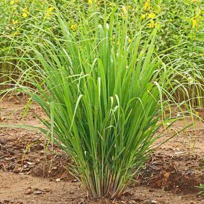 A lemon grass plant.