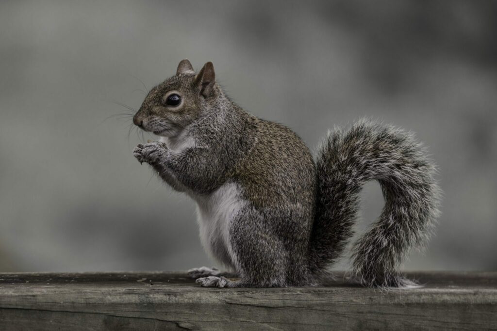 A grey squirrel.